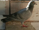 APDC0897