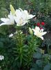 IMG_20150618_071535