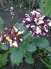IMG_20150618_071601