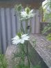 IMG_20150618_071710
