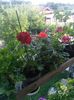 IMG_20150618_071906