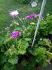 IMG_20150618_071911