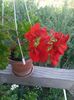IMG_20150618_071924