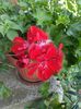IMG_20150618_072028