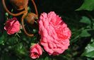 Rosarium Uetersen