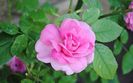 Gertrude Jekyll