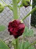 IMG_20150618_190802