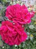 IMG_20150618_191023