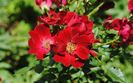 23 iunie, Bienenweide Rot