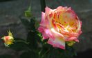 gartenspass_kordes