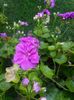 IMG_20150620_204929
