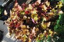 heuchera marmelade