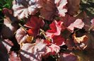 heuchera cherry-cola