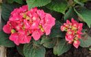 hortensie hot red