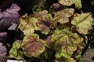 heucherella Solar Eclipse
