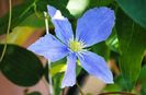23 iunie, clematis Fujimusume