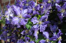 clematis Tie Dye