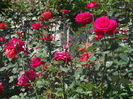 Picture 6083