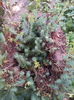 sedum bradut