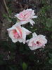 DSC01040