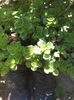 sedium floare grasa rosie