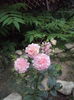 DSC00187