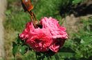 Rosarium Uetersen