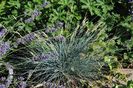 festuca Elijah Blue