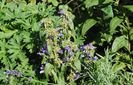 cum se curata campanula?