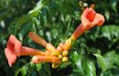 pipa turcului( campsis radicans)