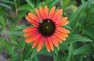 Echinacea Hot Lava
