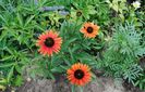 Echinacea Hot Lava