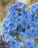 phlox etoille de paris, poza net