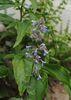 nepeta little tich