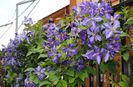 25 iunie, clematis Tie Dye