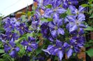 clematis Tie Dye