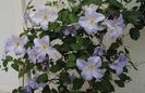 clematis Blue Angel