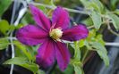 clematis Sunset