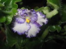 Picture My plants 3894
