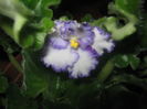 Picture My plants 3896