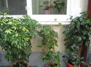 Picture My plants 3910