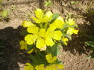 oenothera