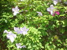 clematis blue angels