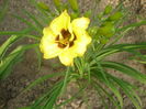 hemerocallis
