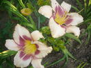 hemerocallis