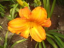 hemerocallis
