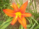 hemerocallis