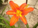 hemerocallis
