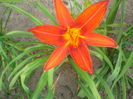 hemerocallis
