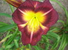 hemerocallis